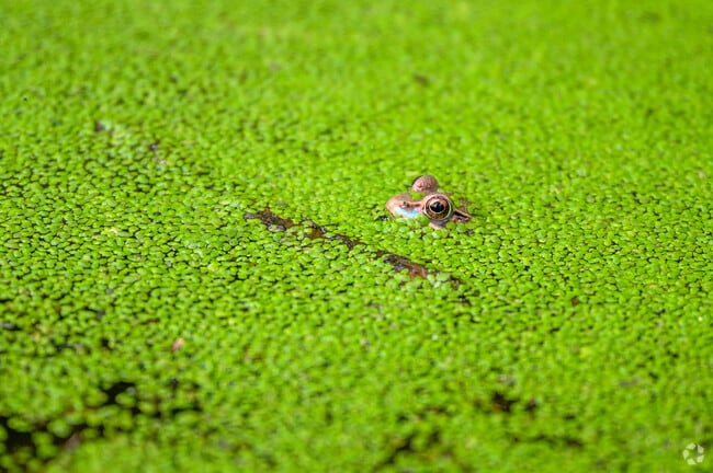Spot diverse wildlife at Huntley Meadows Park in Hybla Valley.