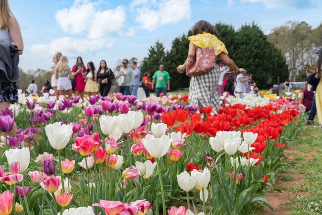 Tulip Festival 2024 celebrates the beautiful blooms that takes place in Stockbridge.