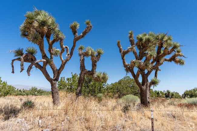 Joshua Trees at Arthur B. Ripley Desert Woodland State Park in Northwest Antelope Valley.