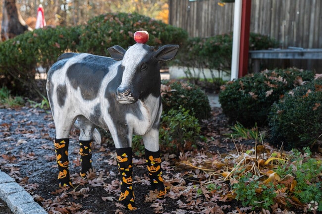 Richmond Market’s apple-adorned cow welcomes visitors to its storefront in Richmond, RI.