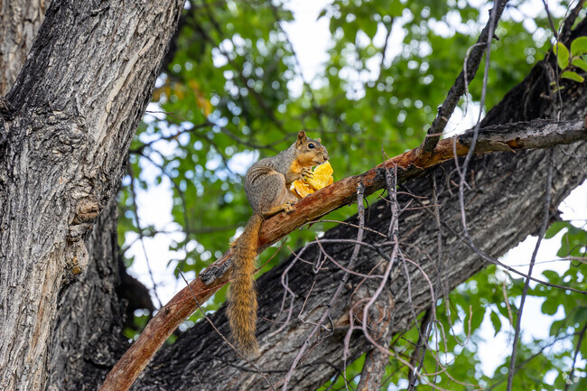 Wildlife can often be spotted at Barnum Park in Denver.