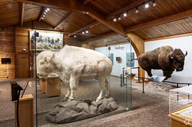 North American Bison Discovery Center also features an incredibly rare white buffalo.