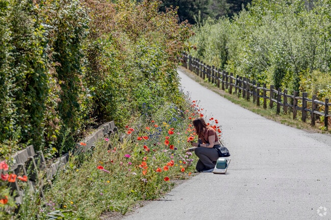 Wildflowers galore along the trail at Gateway Park in Silverdale WA.