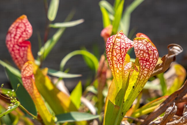 Vibrant colors abound in Lincoln Forest.