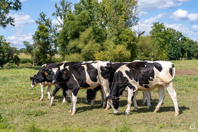 In Rittman, Ohio, cattle can be seen grazing in pastures.