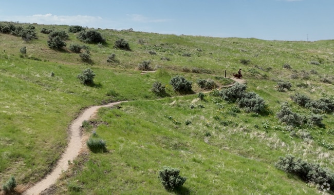 Dogs can frequently be seen accompanying hikers in Central Foothills.