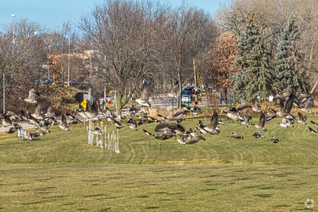 Canadian Geese are one of the many animals and fowl that can be seen at Olin Park in Madison.