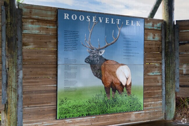 Reedsport locals can visit the Dean Creek Elk Viewing Area to view Roosevelt Elk or bird watch.