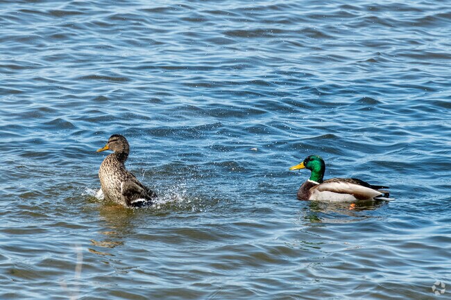 Ducks Splash in the Waters of Lake Mendota off the Shore of Filene Park in Sherman Terrace.