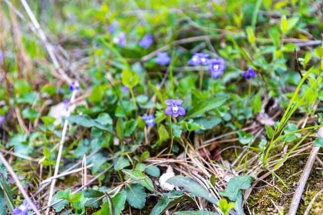 Pike Creek is surrounded by lush greenery during the spring and summer seasons.