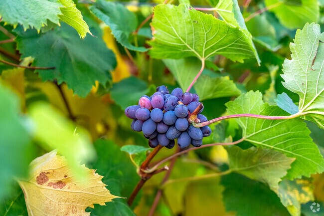 From nature to a winery, Old Pine Grove  neighborhood has so much to offer.