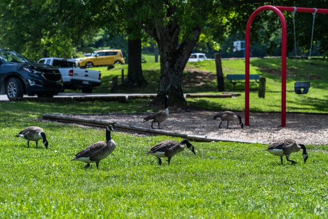 Flocks of geese hang out in New Martinsville during the summer months.