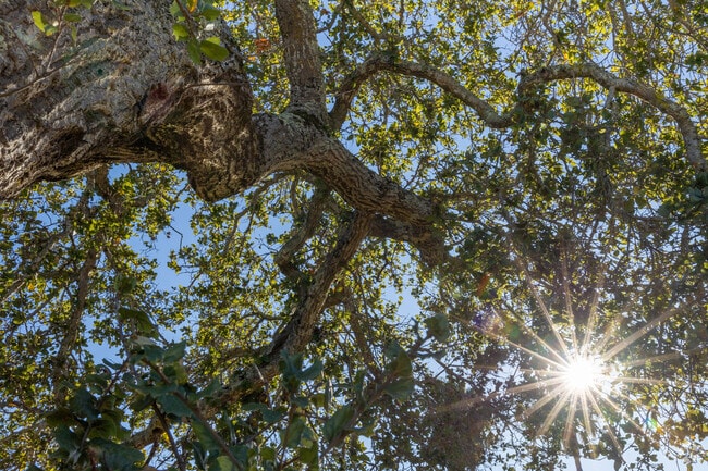 Sunlight filters through oak trees near Alder Manor in San Carlos.