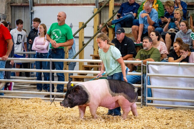 Pittsburg 4H participants show their hogs at the Cass County Fair.