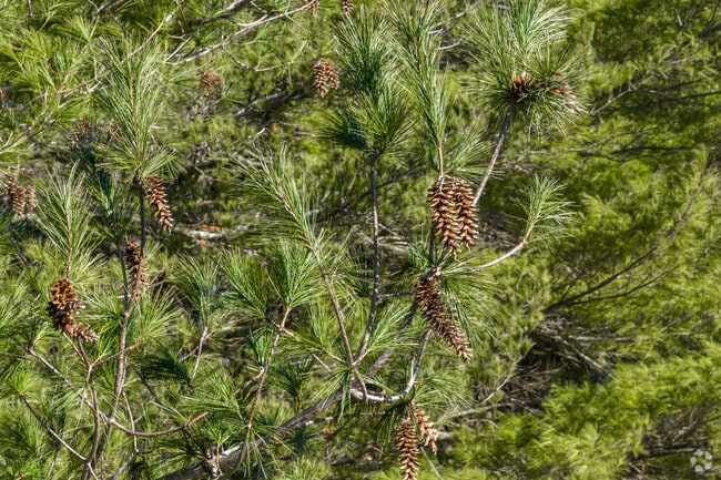 There is a wide variety of plant species around the Santa Fe neighborhood.