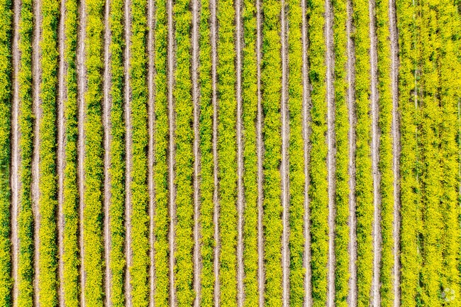 Berry farming plays a major role in Freedom’s local agriculture.