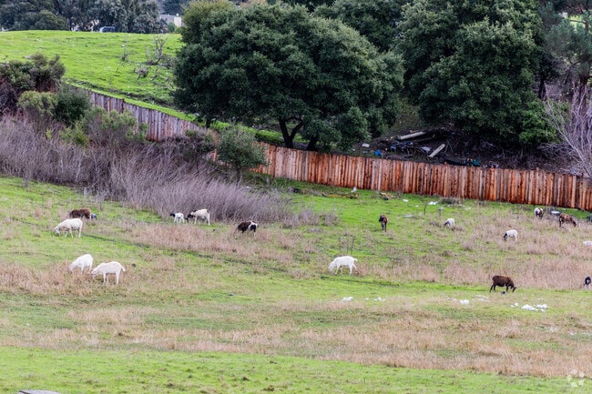 El Sobrante is the perfect place to see all types of wildlife.
