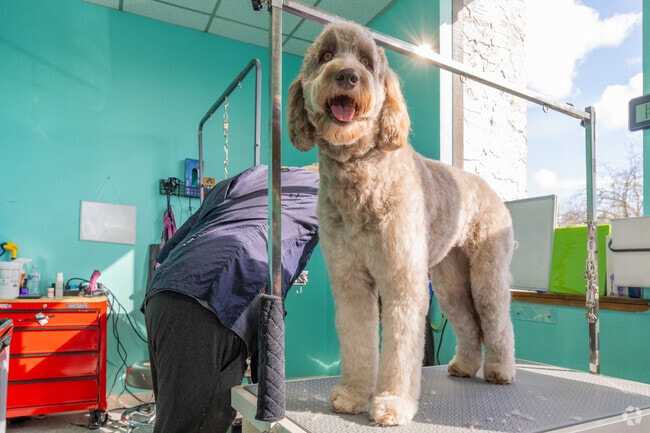 Take your pup to get ready for their closeup at Ruff N Fluff Pet Grooming in North Auburn.