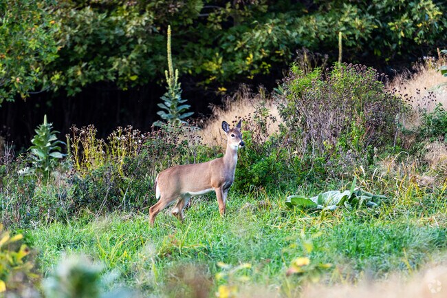 Timberlake is known to have lots of wildlife that gives it a feeling of the countryside.