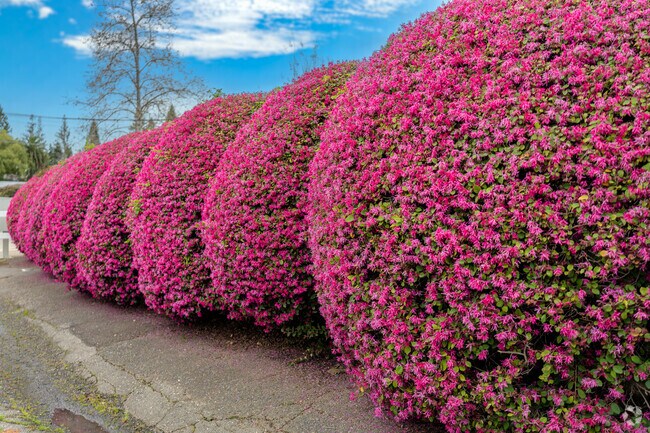 Colorful shrubbery along a Carmichael Town Center street lends to beautiful walks through peaceful streets.