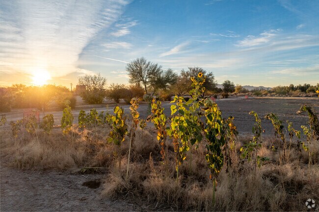 Community plots at Heritage River Park allow residents to volunteer at the Marana park.