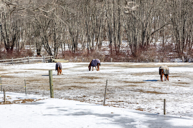 Horses grazing in the open fields add to the rural charm of Oak Ridge's peaceful landscape.