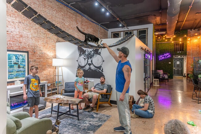 Boops & Beans Cat Cafe in Downtown Kingsport is a space to enjoy a drink while interacting with cats that are looking for a forever home.