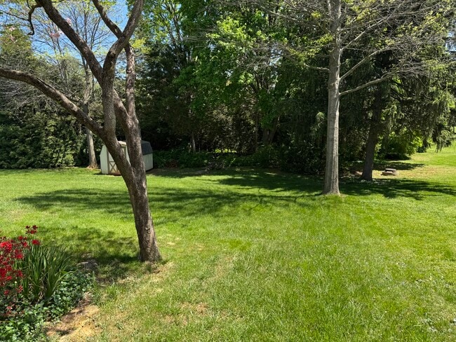 Back yard
