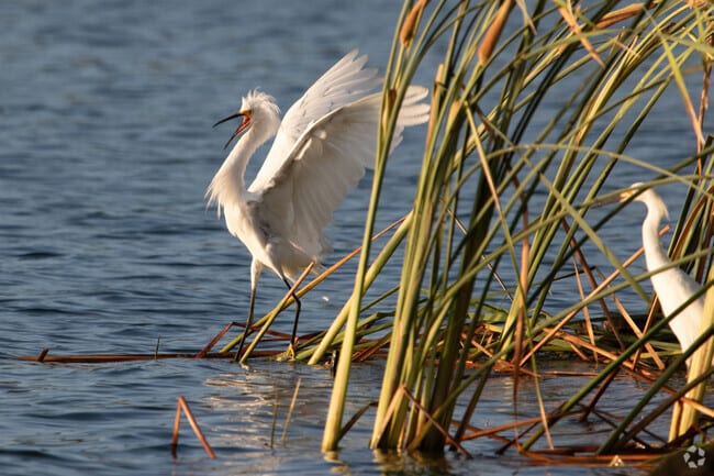 Cranes can be seen at Braunig Lake Park in Elmendorf.