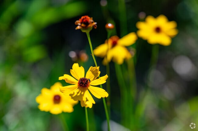 The Florida wildflower coreopsis grows in abundance at Chito Branch Reserve in Fish Hawk.