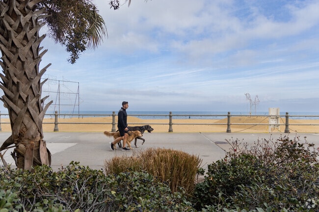 A man takes his dogs for a scenic stroll along the boardwalk in North Virginia Beach.