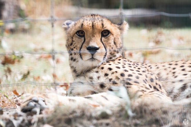 Mendon is recognized for accommodating the well known Southwick Zoo.