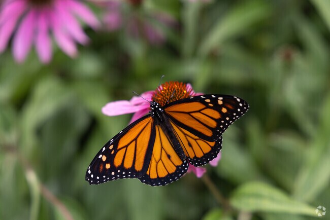 Get up close to the butterflies at For-Mar Nature Preserve & Arboretum.