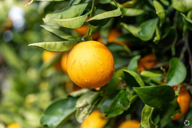You'll notice the fresh citrus trees all throughout Arlington Heights.