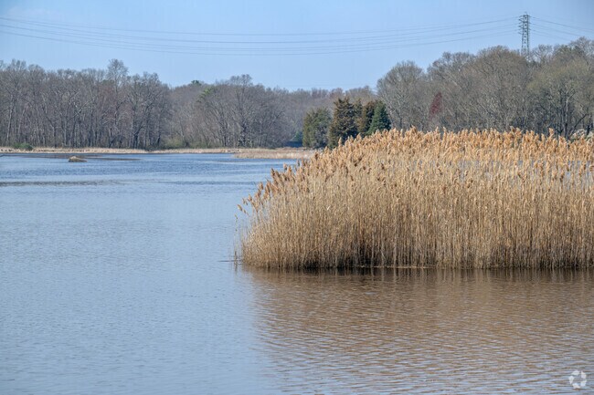 Reeds Whisper in the wind on the Taunton River in Berkley.