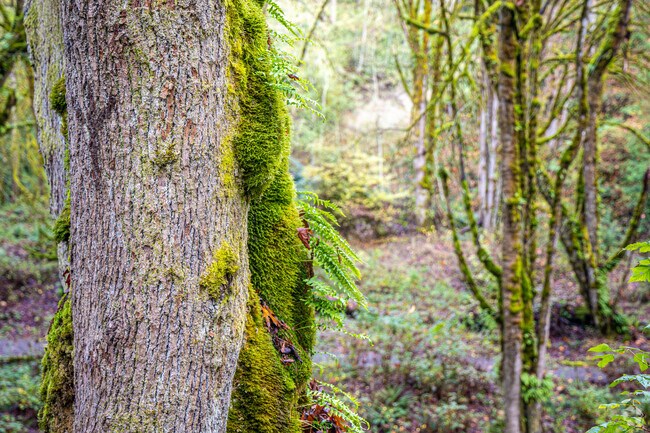 Cougar Mountain Regional Wildland Park has 35 miles of trails to enjoy.