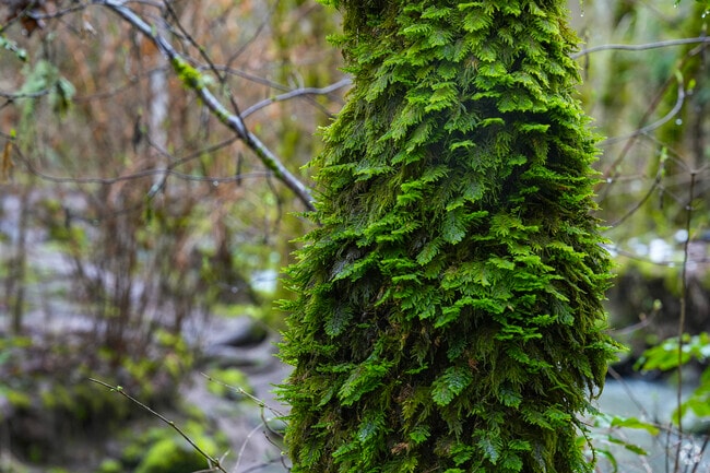Captivating nature at Lowami Hart Woods in the neighborhood of West Beaverton.