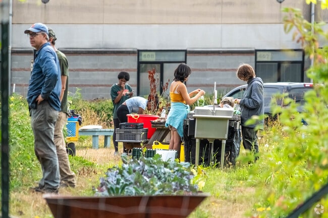 Freeland locals tending to their local P-Patch garden.