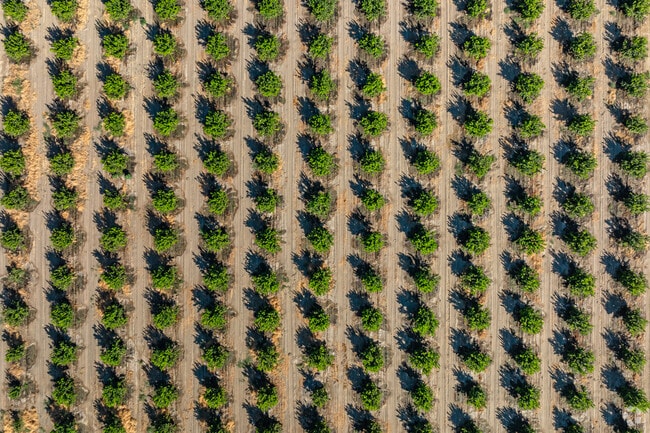 Oasis’s date palms bring desert beauty year-round.