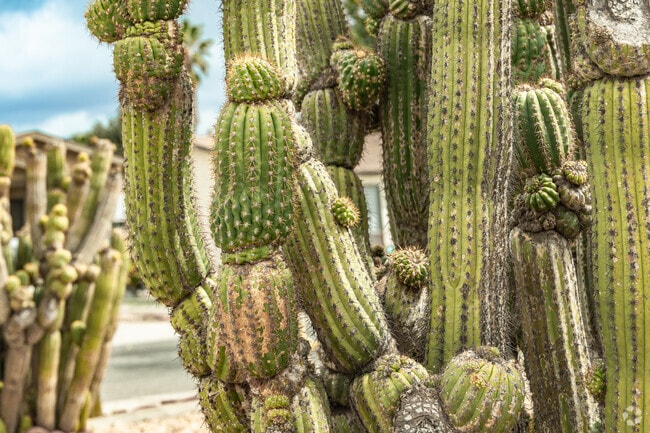 Valle Hermosa residents use cacti for fire-resistant landscaping.