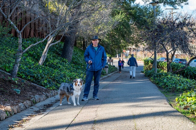 Harrison St. resident takes his furry friend for a walk.