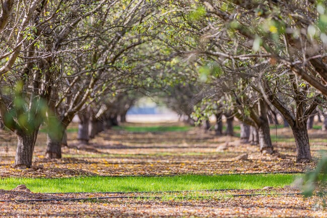 Village One's orchards are a beautiful reminder of Modesto's Agricultural History.