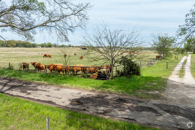 Experience the vast farmland of Mount Pleasant, where cattle find shade under the sunny skies.