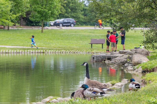 Numerous ducks and geese call Delhi Park Lake home.