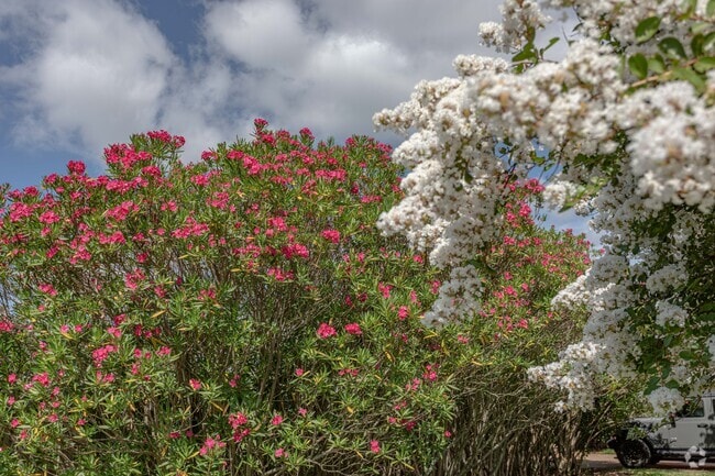 Flowering trees and bushes are refreshing sight in Arabi.