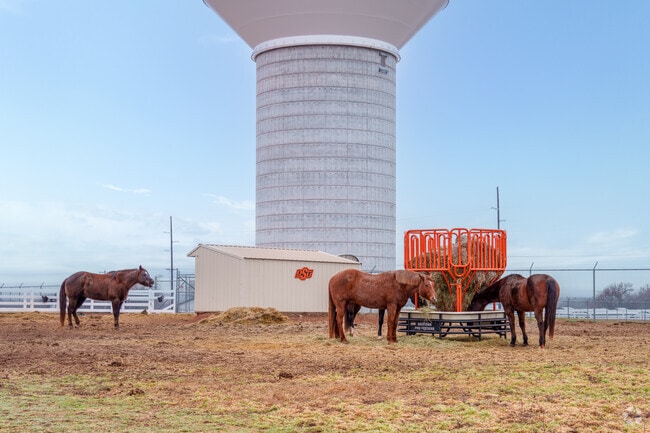Horses graze peacefully at an Oklahoma State University facility in Stillwater, showcasing its agricultural schooling.
