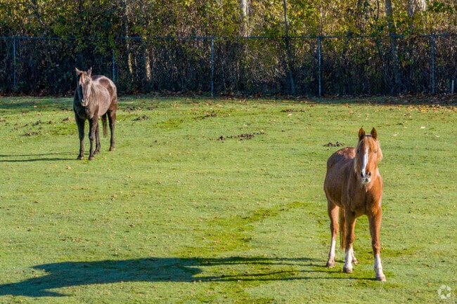 Residents in Kopachuck Ridge/Horsehead Bay raise livestock on their land including horses.