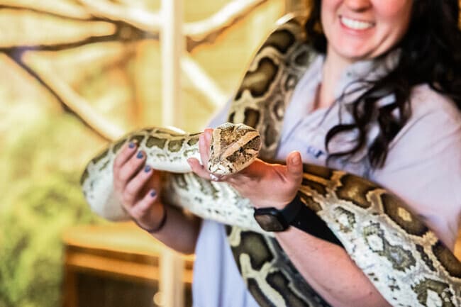 Tiger Safari provides an up-close experience with wildlife.