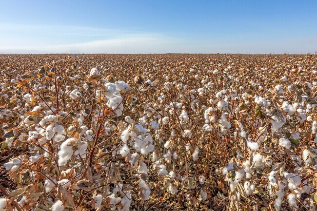 South Dos Palos is known for its large cotton fields.