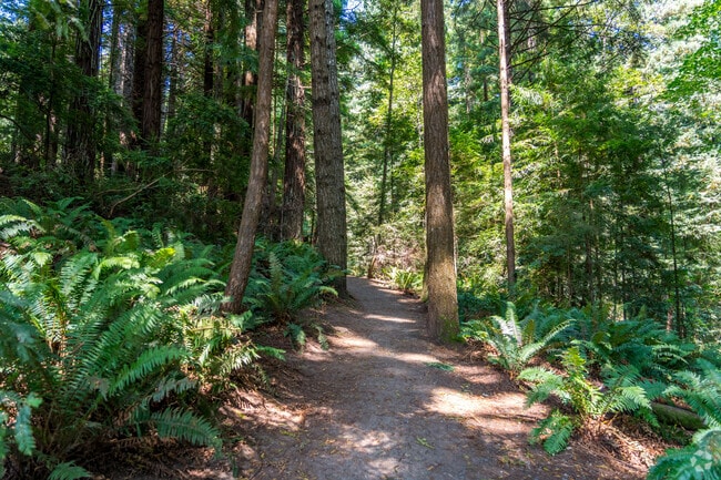 A sprawling redwood forest sits directly next to Sunny Brae.